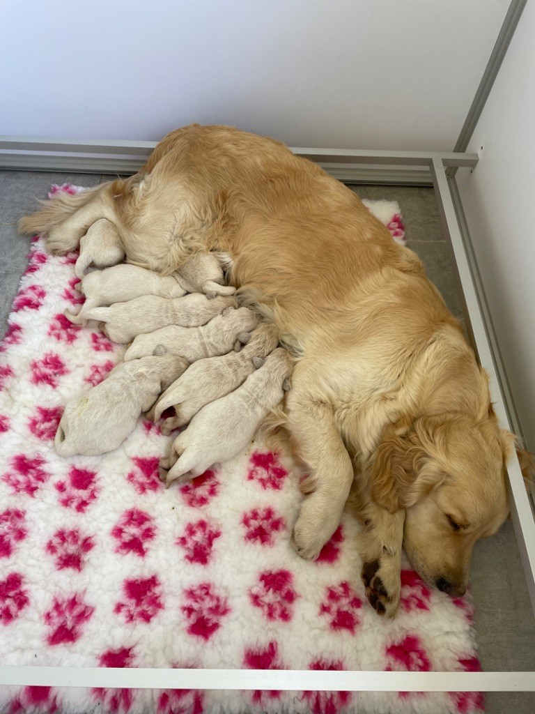 Les bébés de Pakita et R’Buddy 